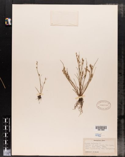 Juncus bufonius