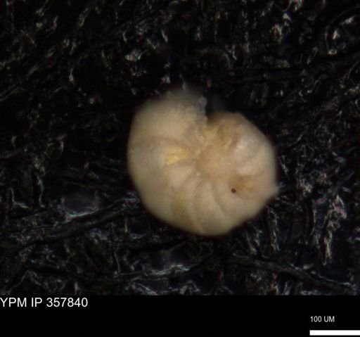 undet. Foraminiferida