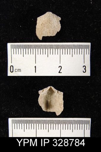 Atrypa sp.