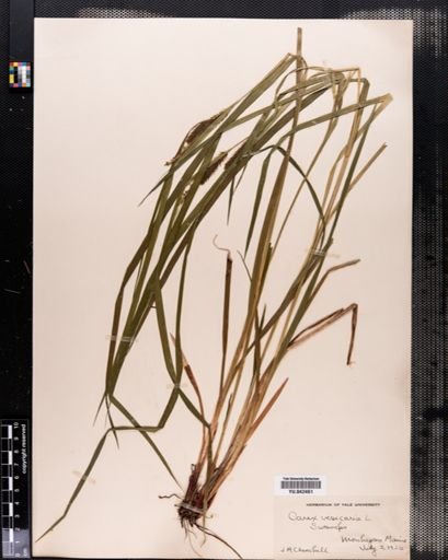 Carex vesicaria