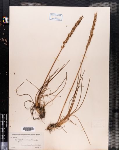 Triglochin maritima