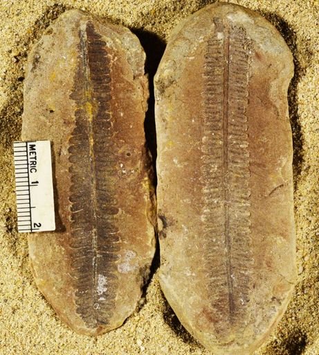 Pecopteris sp.