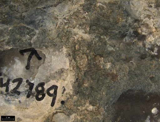 Aplocoma damesii