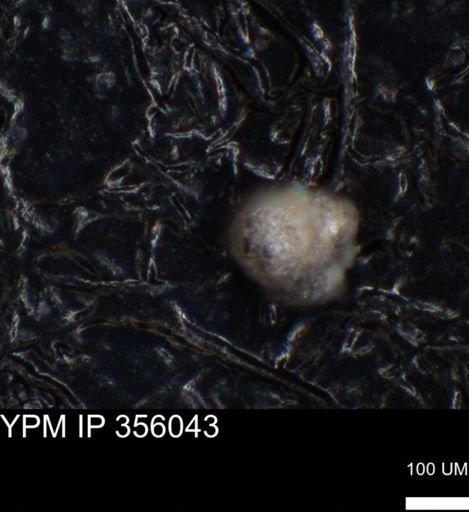 undet. Foraminiferida