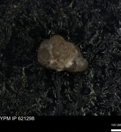 undet. Foraminiferida