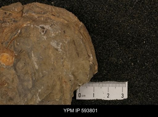 Baculites sp.