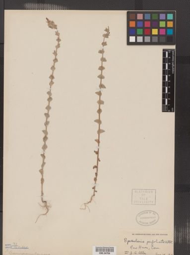 Legousia perfoliata