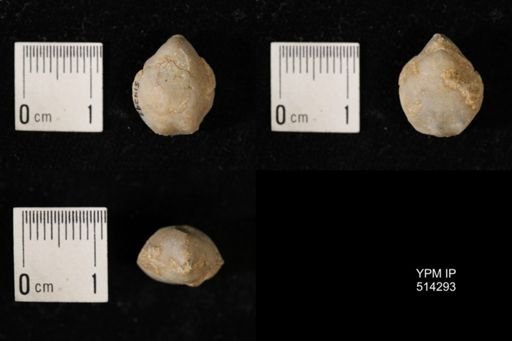 Dielasma breviplicatum