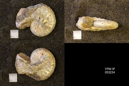 Discoscaphites conradi