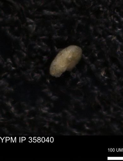 undet. Foraminiferida