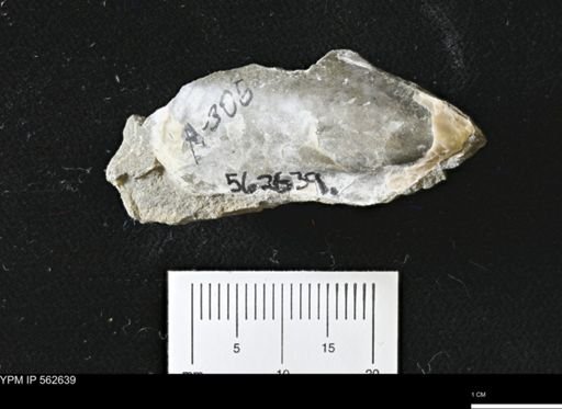 Phelopteria linguaeformis