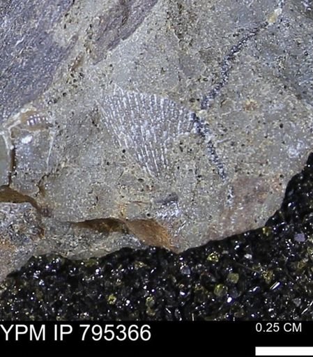 Oxytoma (Hypoxytoma) nebrascana