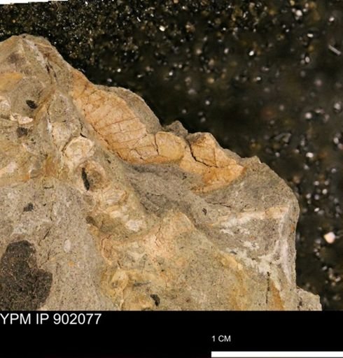undet. Mollusca