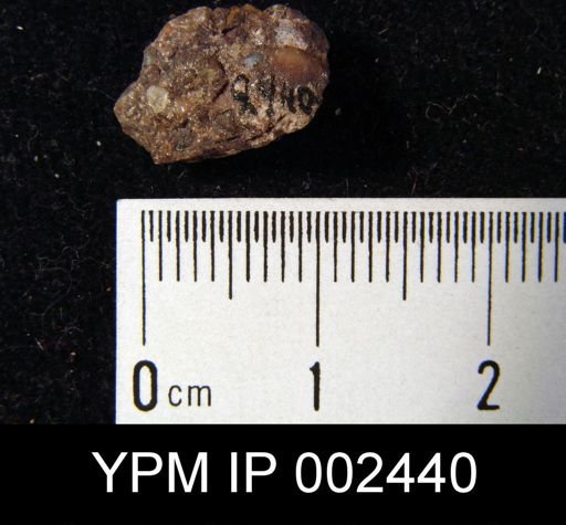 Chonetes sp.