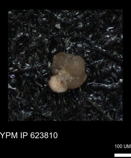 undet. Foraminiferida