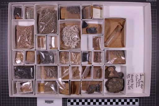 mixed taxa, stratigraphic collection