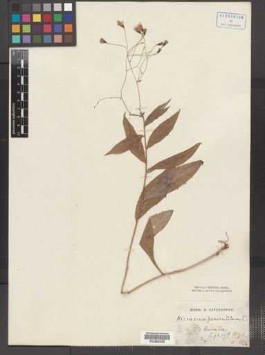Hieracium paniculatum
