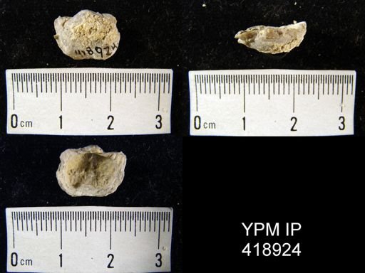 Marginifera sp.