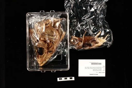 Morone saxatilis