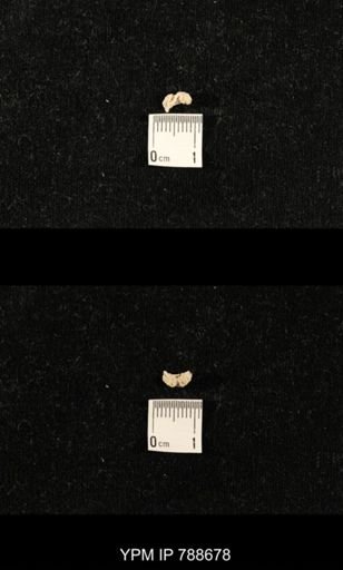 taxon undetermined
