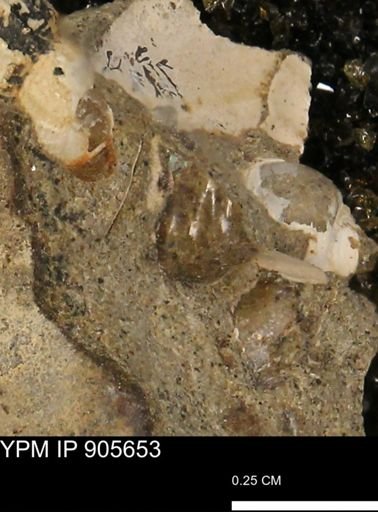 undet. Gastropoda
