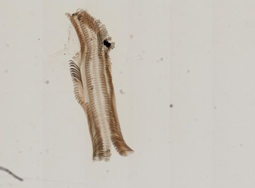 Elimia virginica