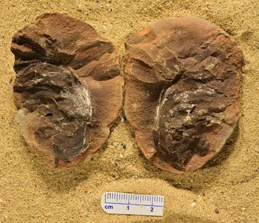 Aphlebia
