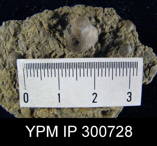Dalmanella elegantula
