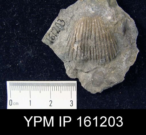 Dinorthis charletona