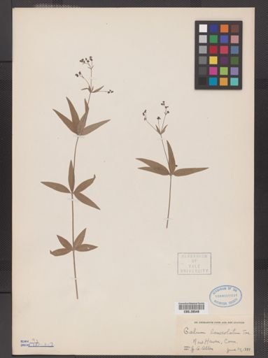 Galium lanceolatum
