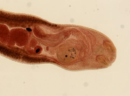 Rhopalias macracanthus