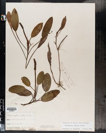 Potamogeton nodosus
