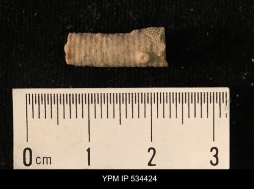 undet. Crinoidea