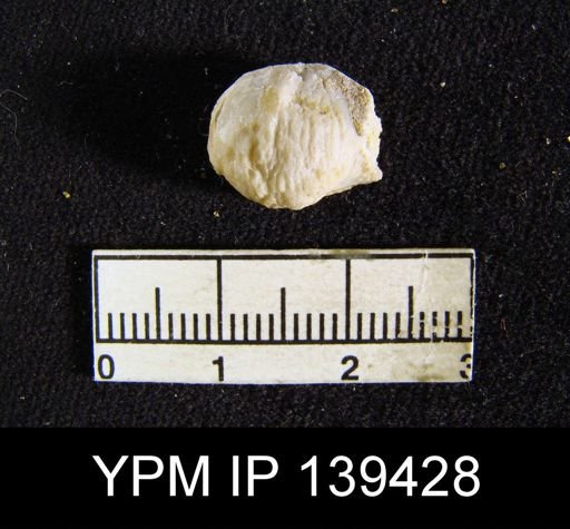 Chonetella nasuta