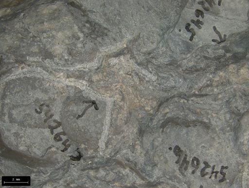 Aplocoma damesii