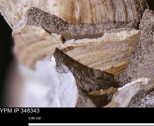 Limopsis striatopunctatus