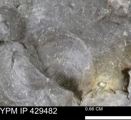 Devonochonetes sp.
