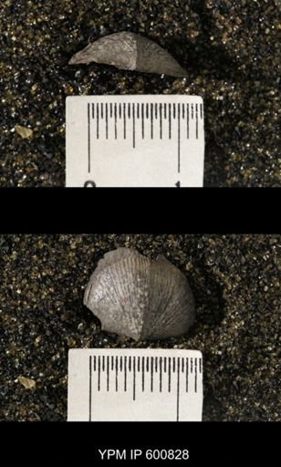Chonetes scitulus