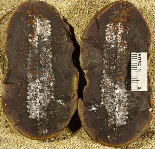 Pecopteris squamosa