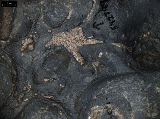 Aplocoma damesii