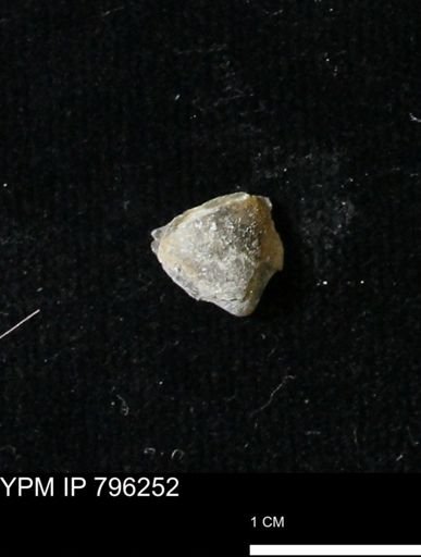 Protocardia subquadrata