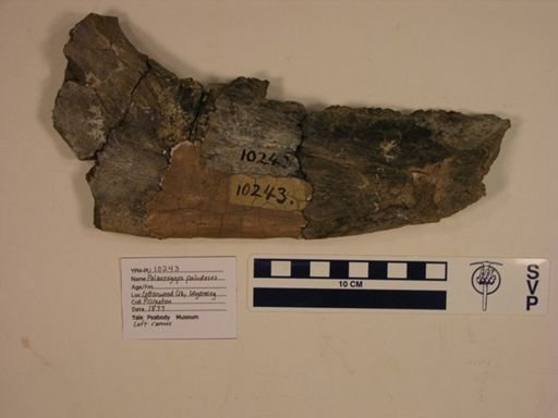 Palaeosyops paludosus