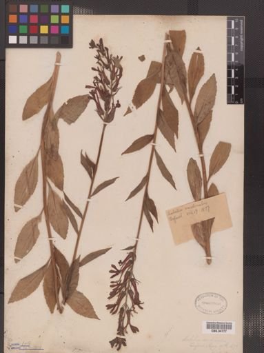 Lobelia cardinalis