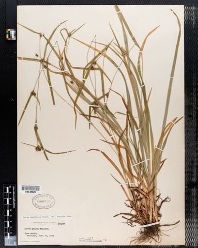 Carex amphibola