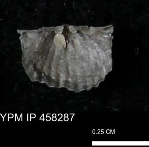 Chonetes mucronatus