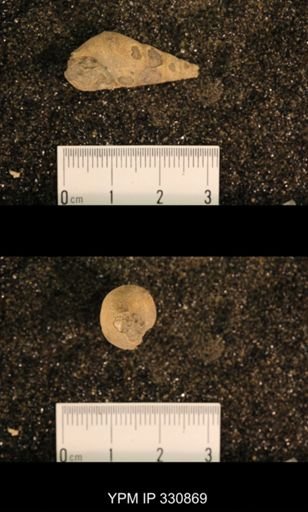 Meekospira peracuta choctawensis