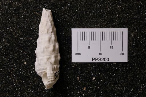 Cerithioclava caloosaensis?