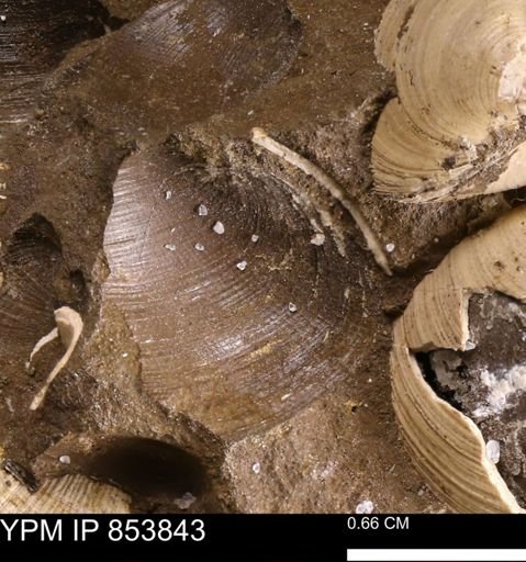 Limopsis striatopunctatus