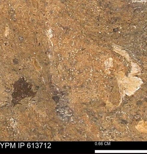 undet. Mollusca