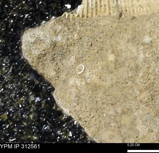 undet. Mollusca